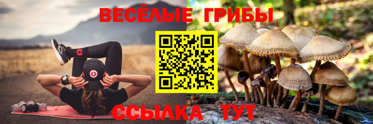 Псилоцибиновые грибы Psilocybe Кашира